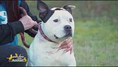 Tyson
