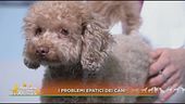 I problemi epatici dei cani