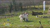 Volontari per amore