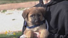 Tito, un cucciolo giocherellone