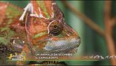 Il camaleonte