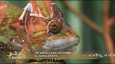 Il camaleonte