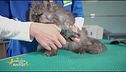 La toelettatura del gatto