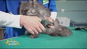 La toelettatura del gatto
