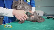 La toelettatura del gatto
