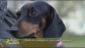 Come hai chiamato il tuo cane e perchè?