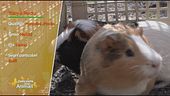 Rocky e Toby, due porcellini d'India in cerca di casa