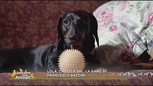 Lola, Choco e Sal, la band di: Francesco Baccini