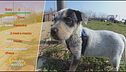 Susy, splendida cucciolina in cerca di adozione