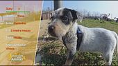 Susy, splendida cucciolina in cerca di adozione