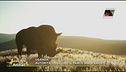 Notizie di animali dal mondo