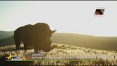 Notizie di animali dal mondo