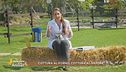 L'alimentazione degli animali