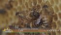 Un animale da scoprire: l'ape