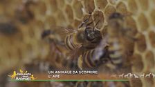 Un animale da scoprire: l'ape