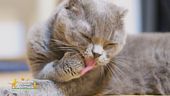 Come è punito il furto degli animali d'affezione?