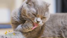 Come è punito il furto degli animali d'affezione?