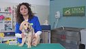 Pulizia del cane: i miti da sfatare