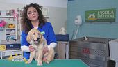 Pulizia del cane: i miti da sfatare