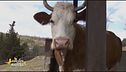 La mucca Enola