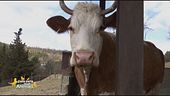 La mucca Enola