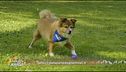 Dalla parte degli animali, Puntata del 30 maggio