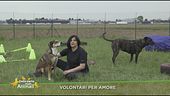 Volontari per amore