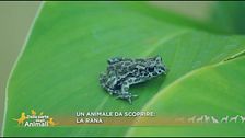 La rana