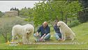 Il cane da pastore maremmano abruzzese
