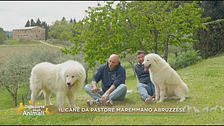 Il cane da pastore maremmano abruzzese