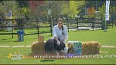 Pet food e sostenibilità ambientale