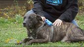 Tigreton, un mix molosso in cerca di casa