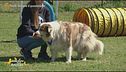 Impariamo divertendoci, gli esercizi da fare con i nostri cagnolini