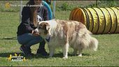 Impariamo divertendoci, gli esercizi da fare con i nostri cagnolini
