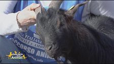 Cicciobello, una capra tibetana in cerca di famiglia