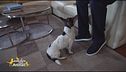 Michelangelo, il jack russell di Riccardo Signoretti