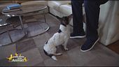 Michelangelo, il jack russell di Riccardo Signoretti