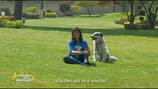 Volontari per amore