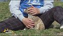 Birba, una cucciolina in cerca di famiglia