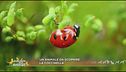 Il nostro Lucky Cartoon ci racconta i segreti della coccinella