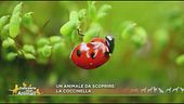 Il nostro Lucky Cartoon ci racconta i segreti della coccinella