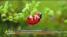 Il nostro Lucky Cartoon ci racconta i segreti della coccinella