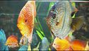 Passione acquario