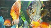 Passione acquario