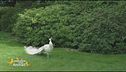 Si possono detenere animali esotici?