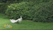 Si possono detenere animali esotici?