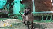 Nancy, una splendida gattina mix siamese