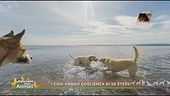 Notizie dal mondo animale