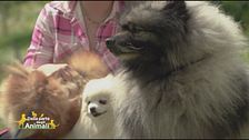 Spitz tedeschi, conosciamo meglio queste razze