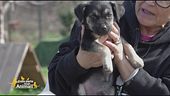 Pepe, 3 mesi, cerca una famiglia